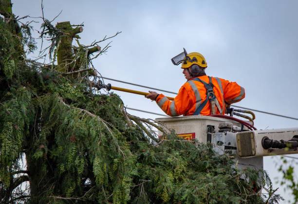 Best Tree Removal  in Cedar Hill, MO