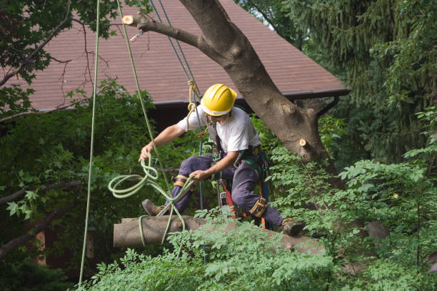 Best Palm Tree Trimming  in Cedar Hill, MO