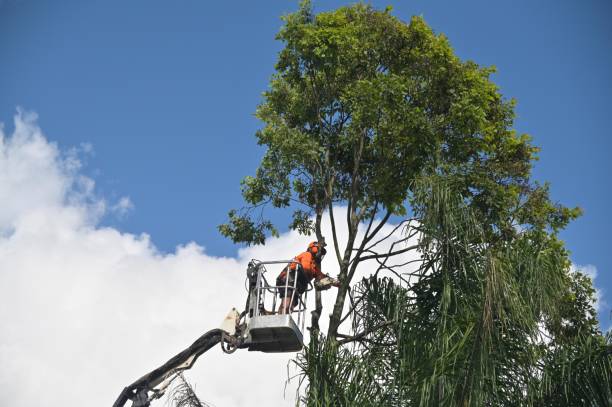 Best Tree and Shrub Care  in Cedar Hill, MO